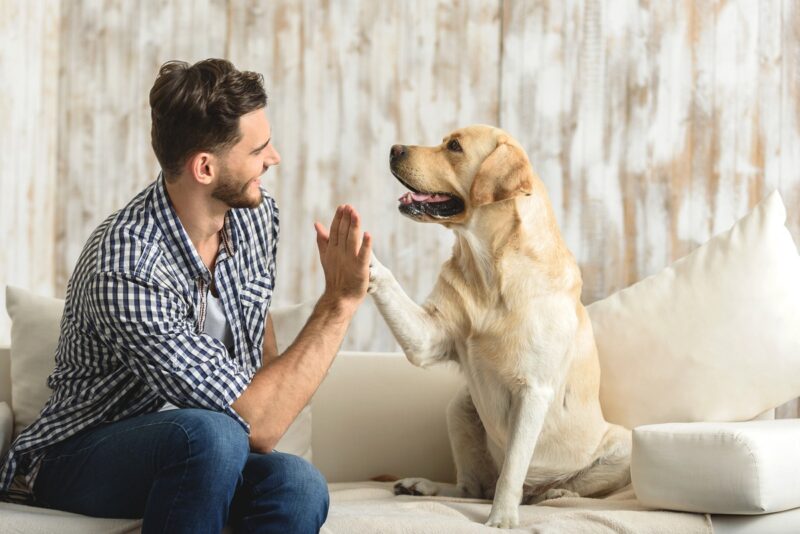 Training your puppy