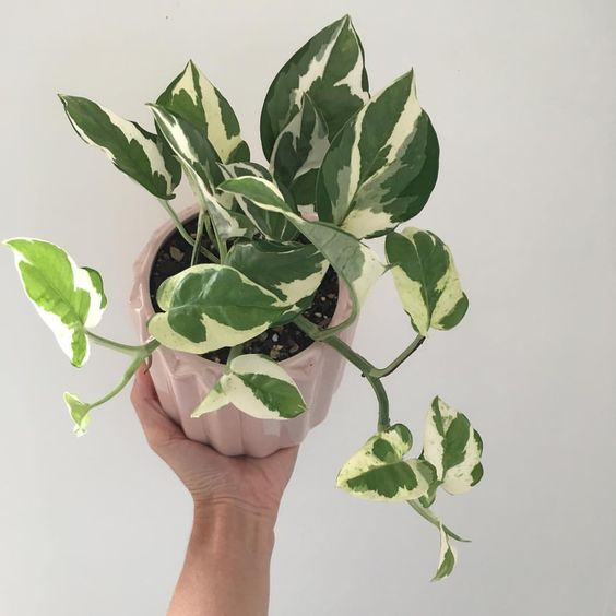 devil's ivy