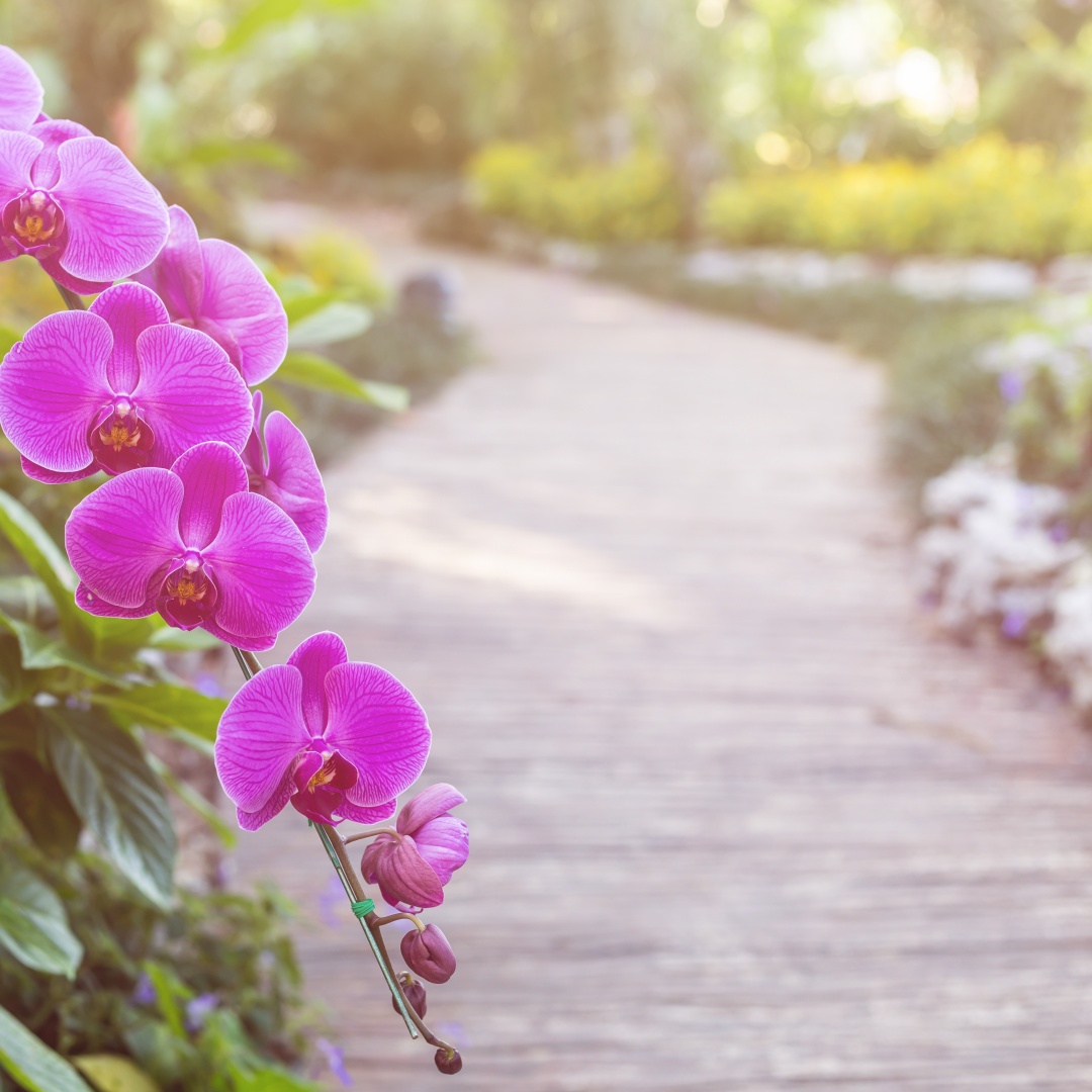 Shutterstock 539097013 (1) ดอกไม้มงคล