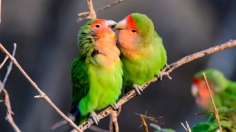 Lovebird เลิฟเบิร์ด น่ารัก นกสวย อาหารนก พันธุ์นก