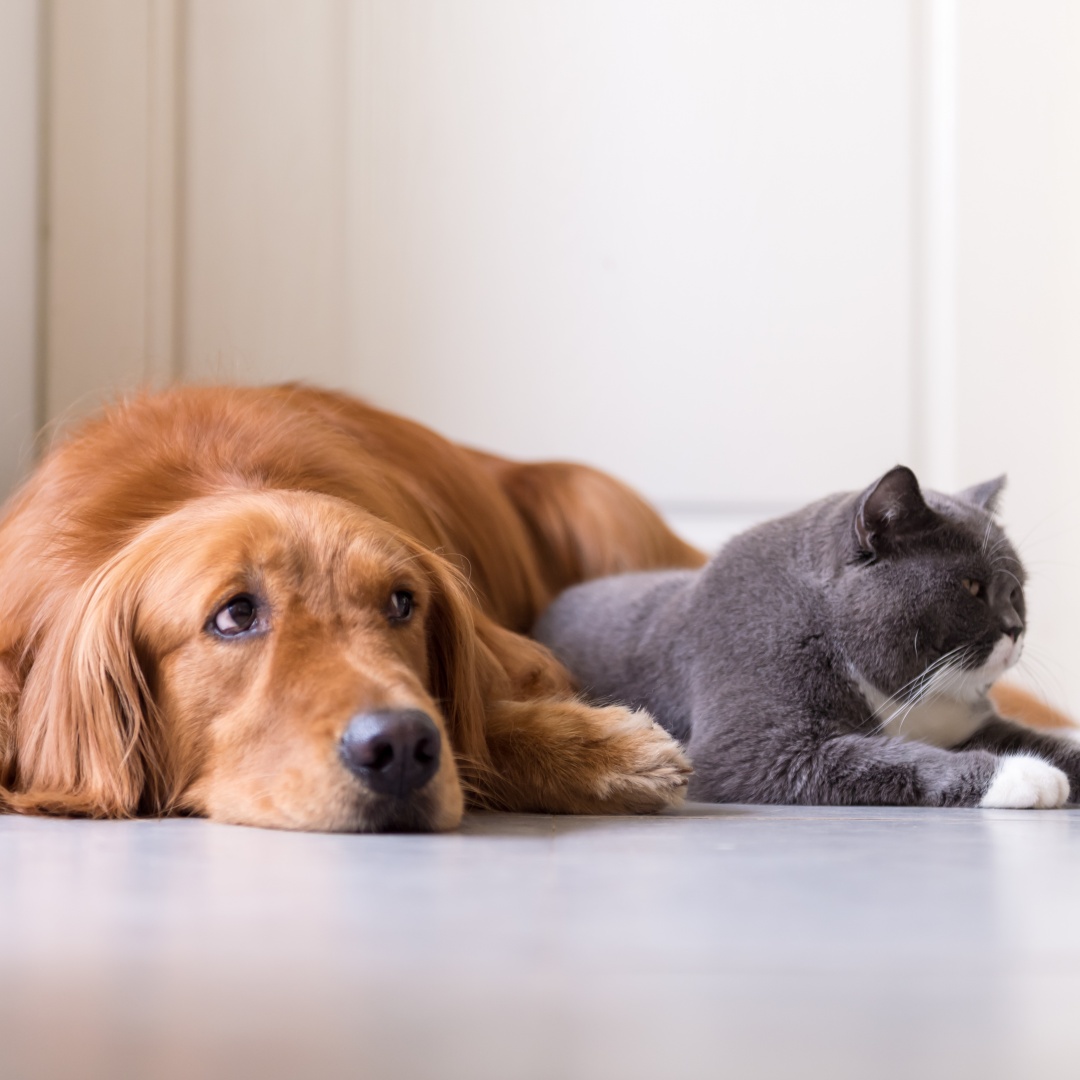 pet technology