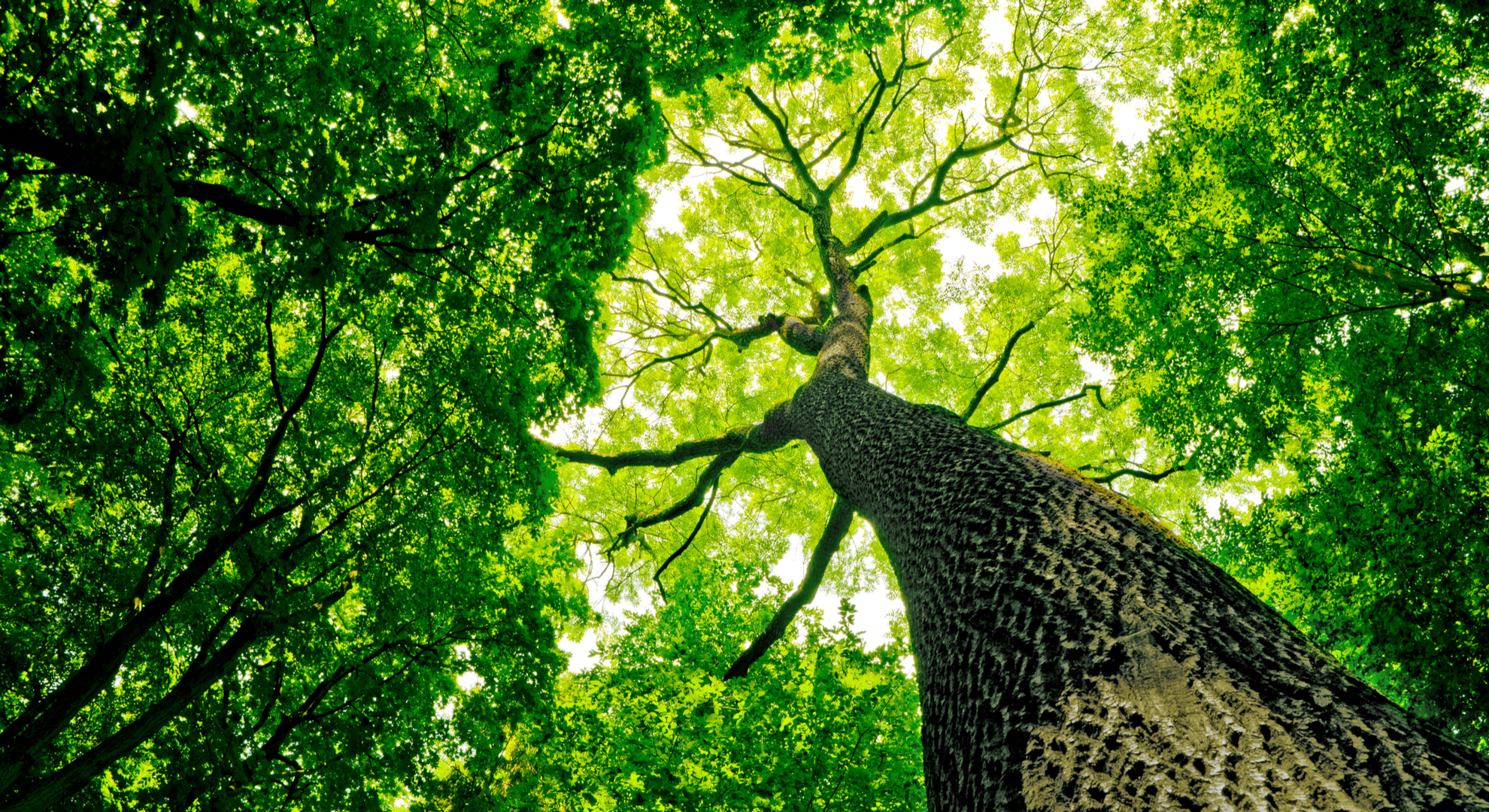 Tree In House Cover Photo tree