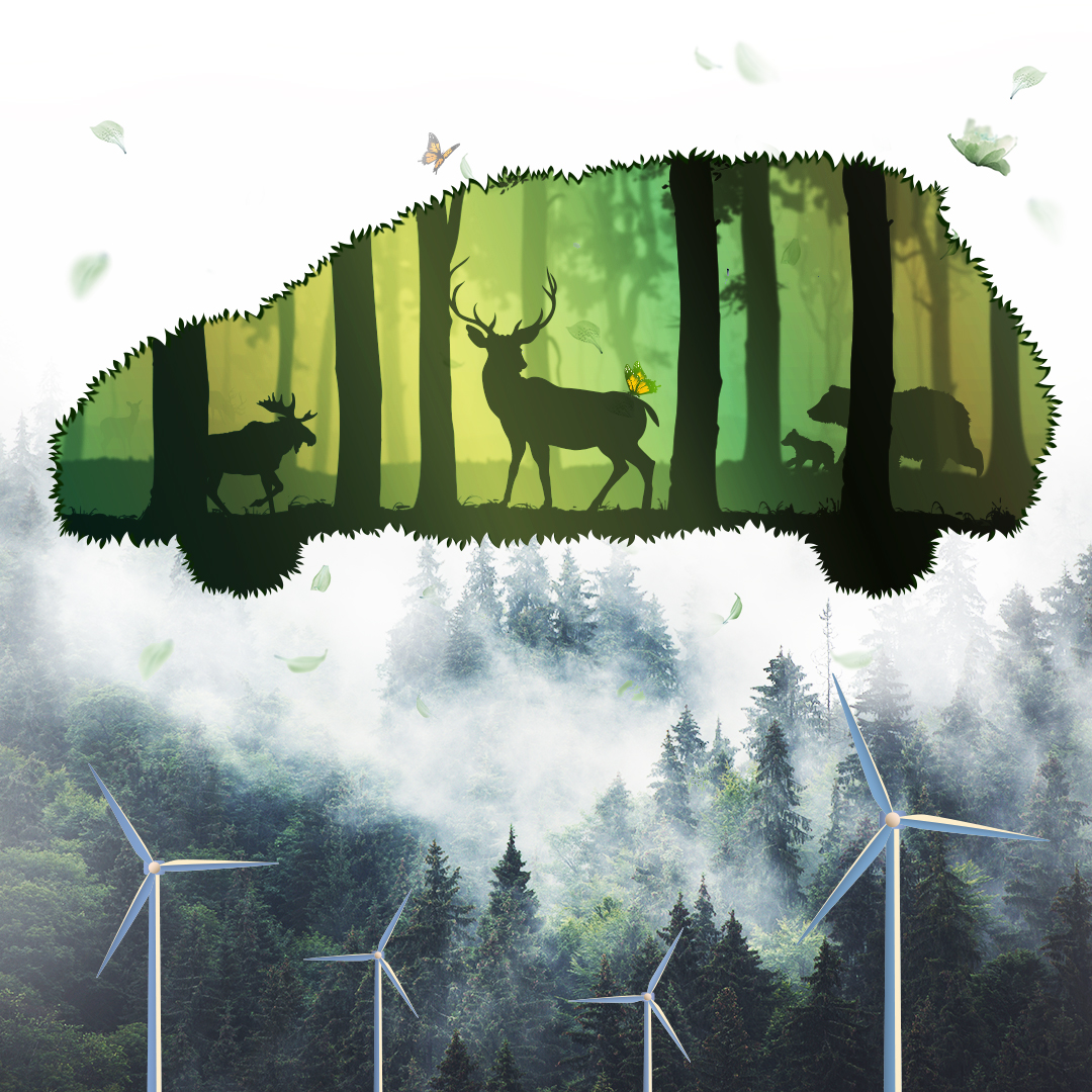 eco cars