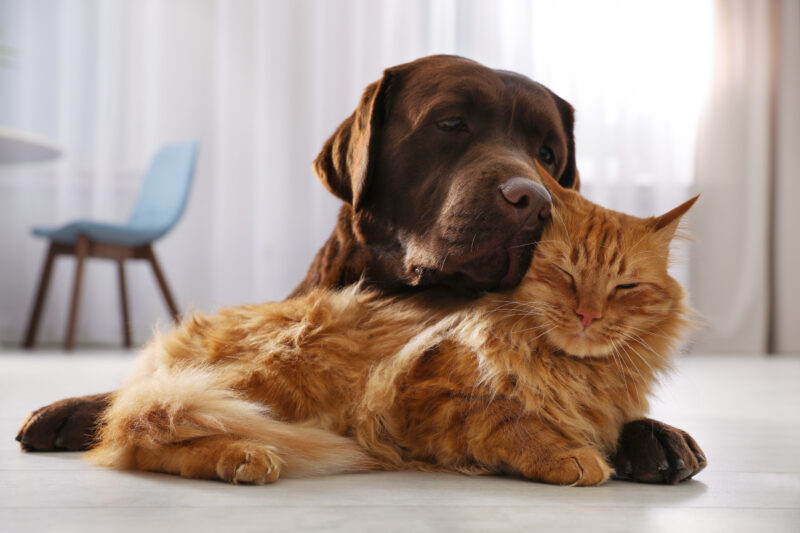 Foundation Cat And Dog