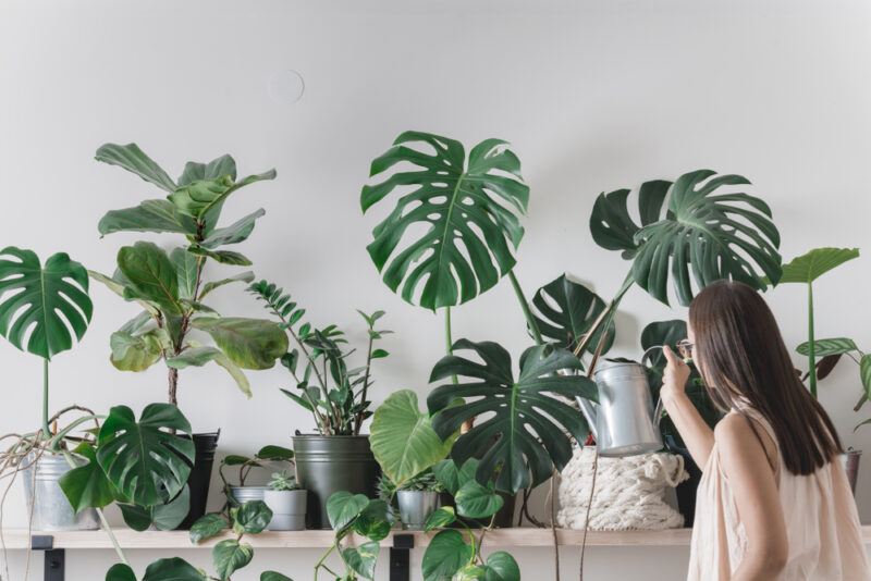 Inhouse plant