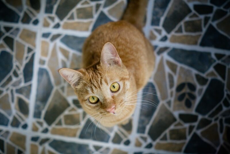 Soi Dog Foundation-Cat