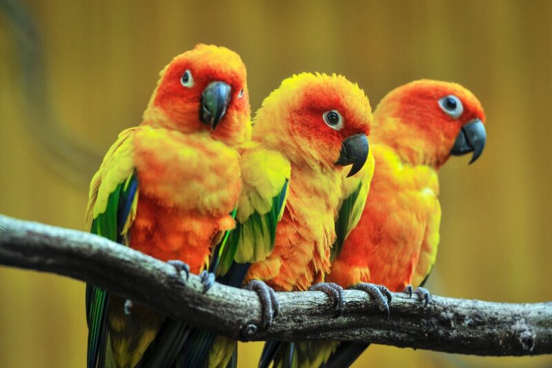 Parrots