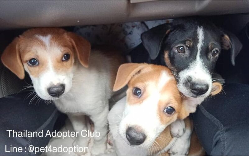 Thailand Adopter Club