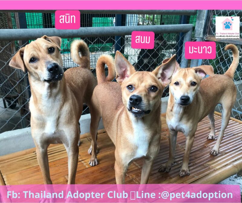 Thailand Adopter Club Adopt
