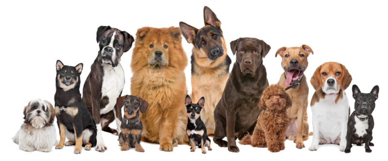 pets