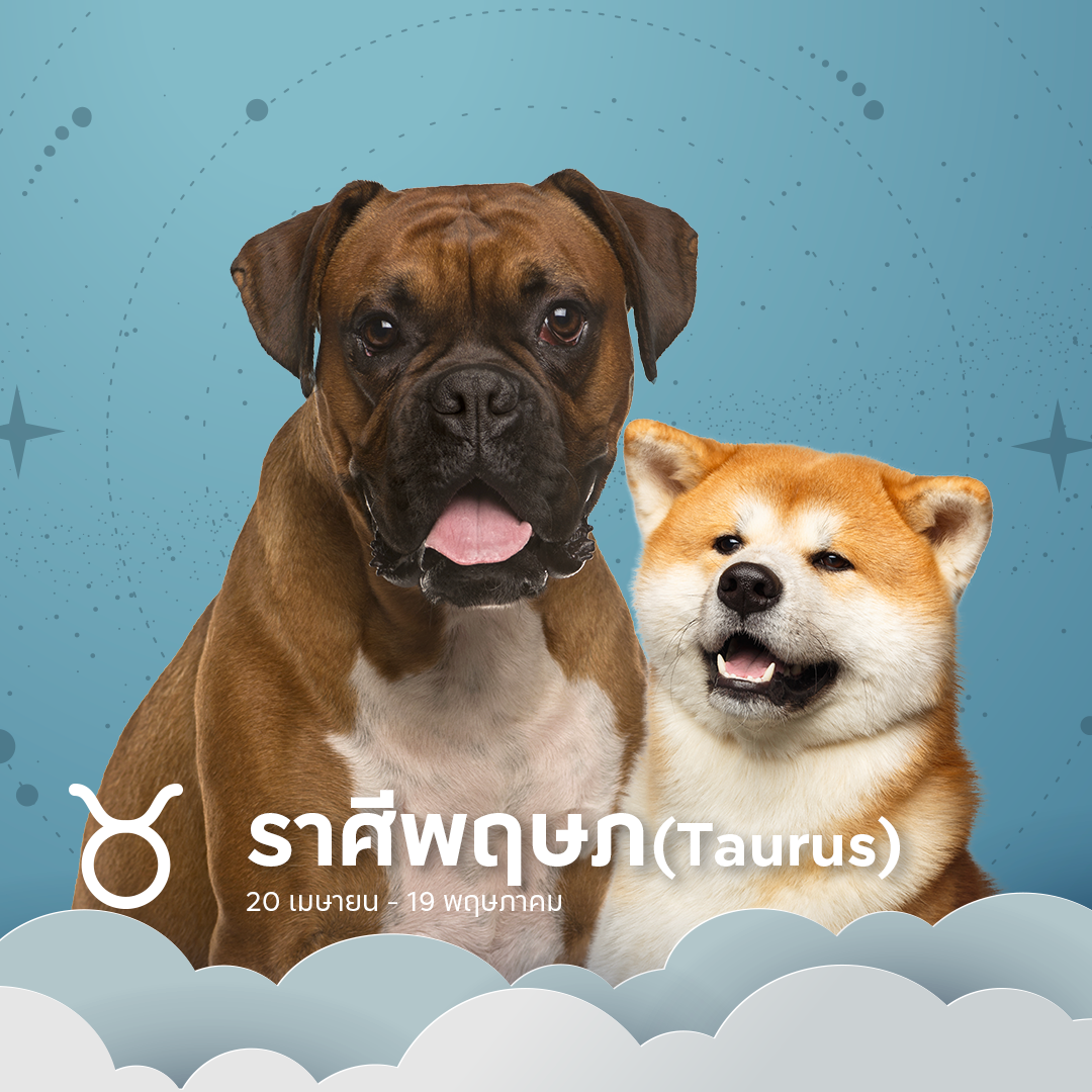 หมาที่เหมาะกับราศีพฤษภ
