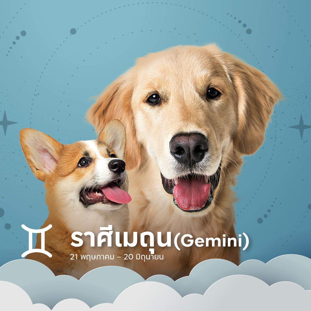 หมาตามราศีเมถุน