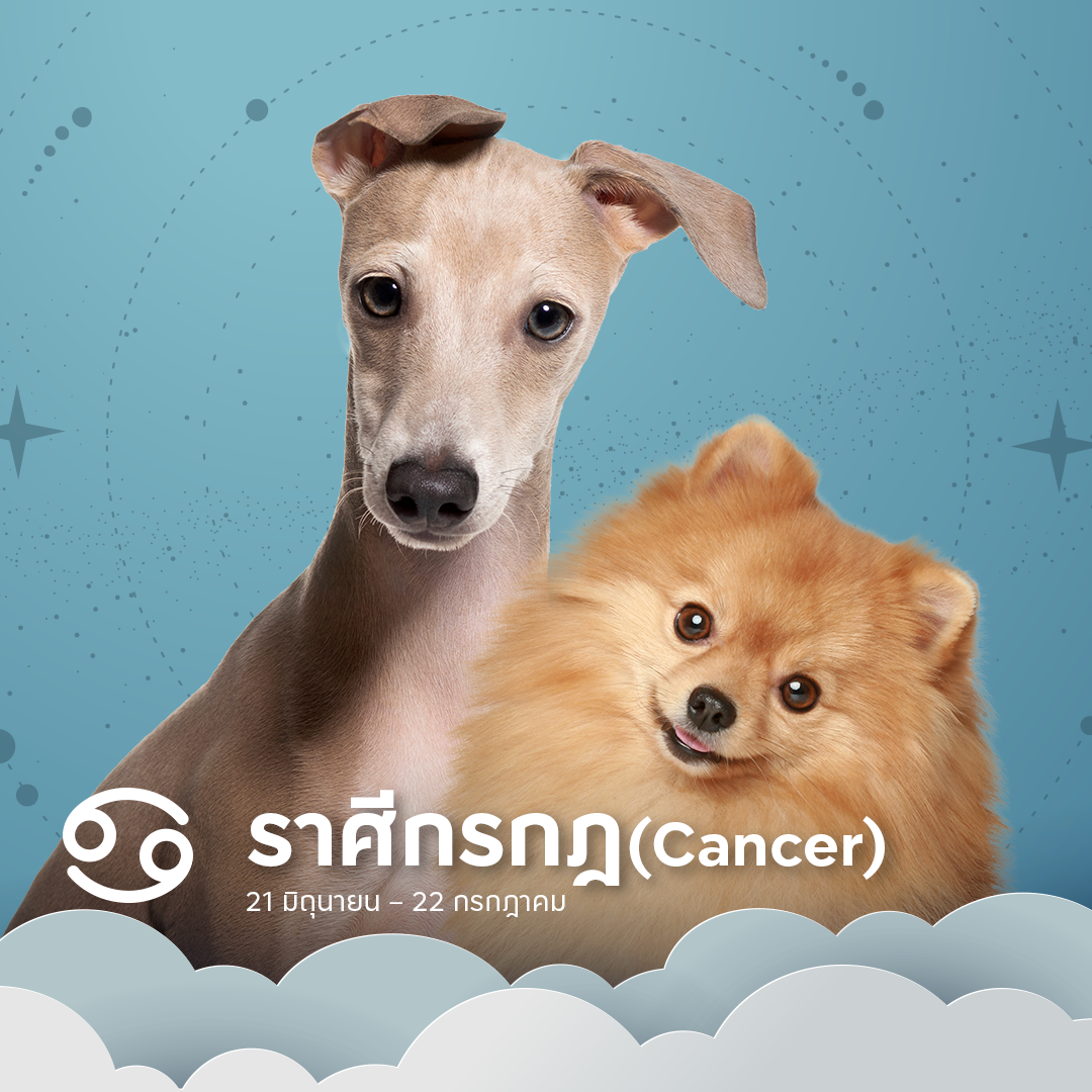 หมาตามราศีกรกฎ