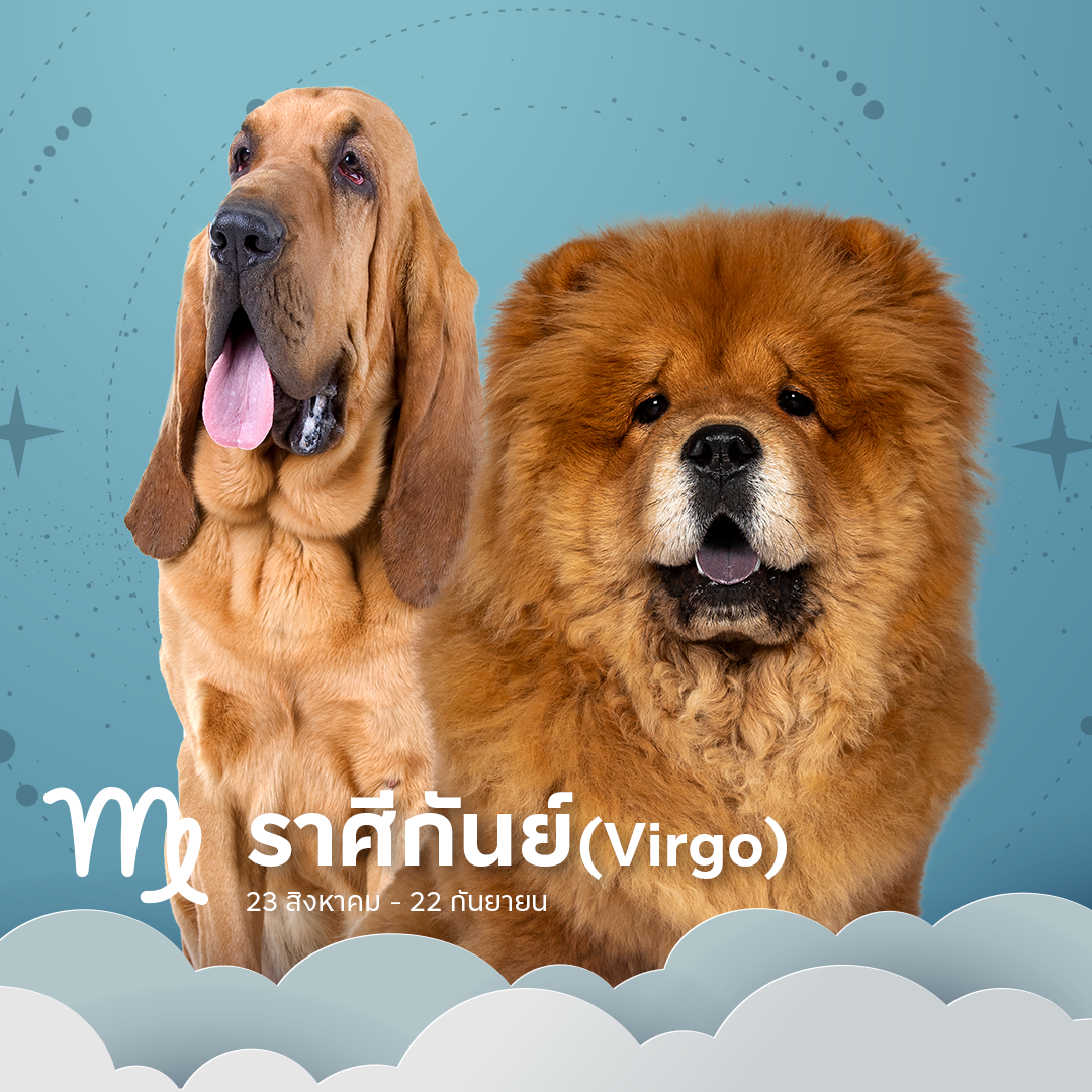 หมาตามราศีกันย์