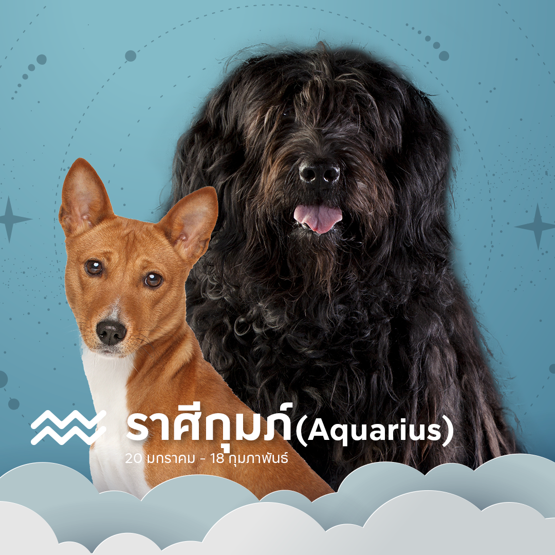 เลือกหมา ราศีกุมภ์