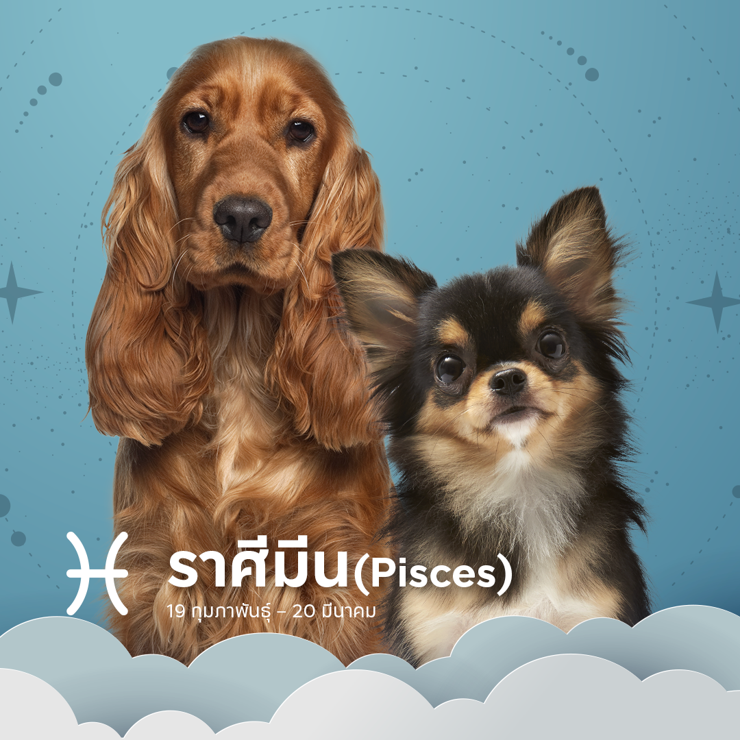 เลือกหมาตามราศีมีน