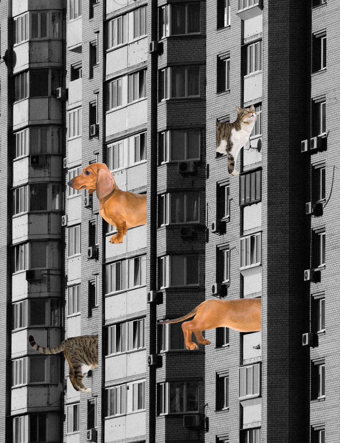 Pet and Condo