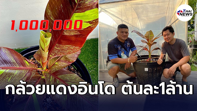 กล้วยด่างแดงอินโด ล้าน