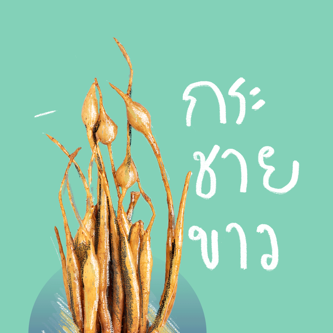 จริงหรือไม่? กระชายขาวต้านโควิดได้ หาคำตอบทางการแพทย์ ได้ที่นี่!