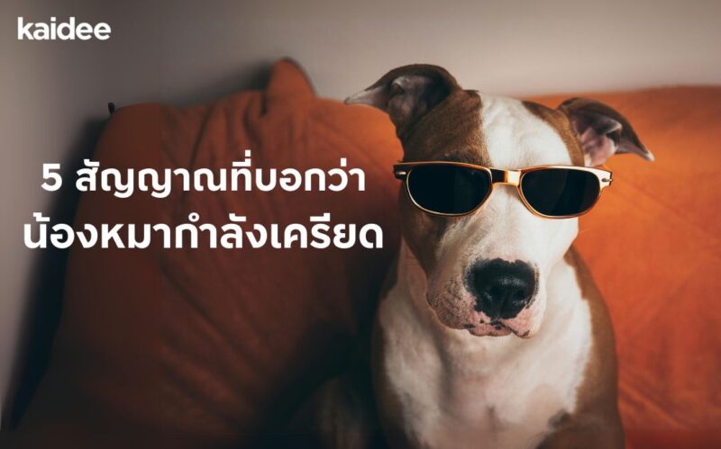 5 สัญญาณที่บอกว่าน้องหมากำลังเครียด