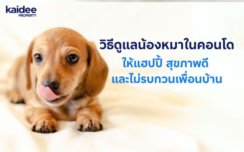 วิธีดูแลน้องหมาในคอนโด เลี้ยงหมาในคอนโด