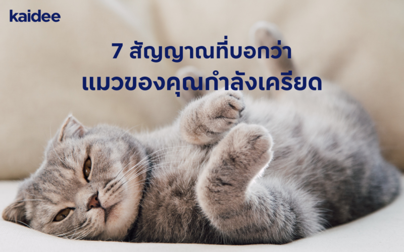 แมวเครียดดูยังไง วิธีทำให้แมวหายเครียด